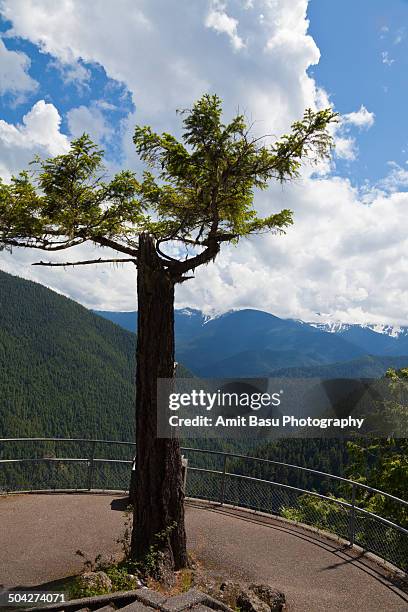 lone tree at olympic national park - mount-olympus-olympic-national-park stock pictures, royalty-free photos & images
