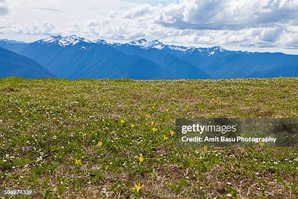alpine wildflower near mount olympus, washington - mount-olympus-olympic-national-park stock pictures, royalty-free photos & images