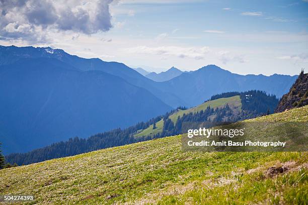 alpine landscape against mount olympus, washington - mount-olympus-olympic-national-park stock pictures, royalty-free photos & images