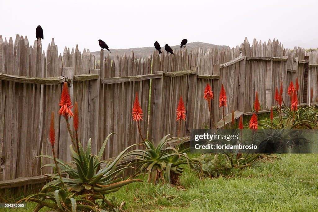 Wooden fence with crows and orange aloe flowers