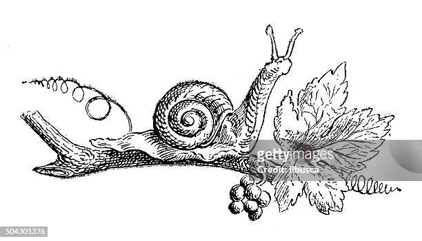 antique illustration of snail on grapevine twig - raceme stock illustrations
