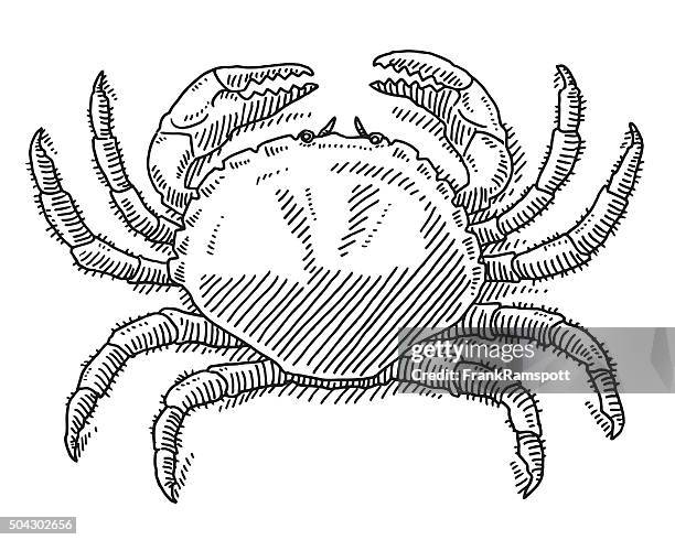 great crab sea animal drawing - crab stock illustrations