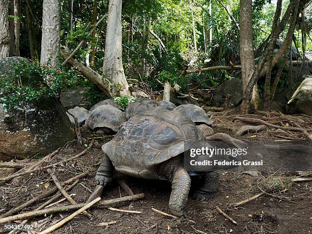 small group of giant tortoises of the seychelles - セイシェルリクガメ ストックフォトと画像