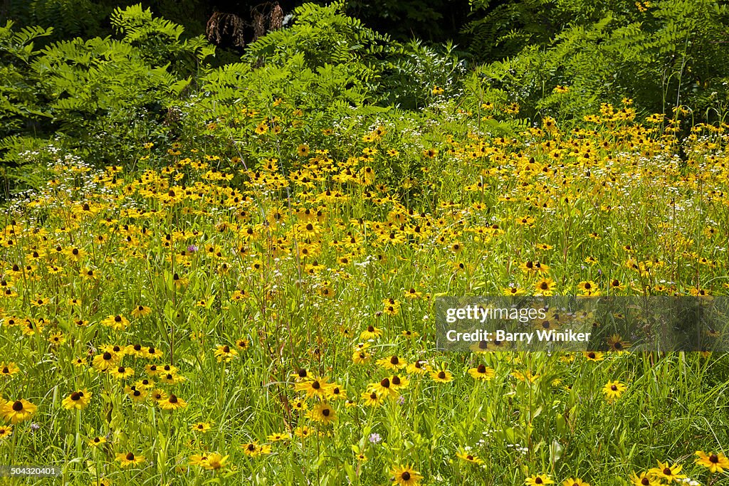 Field of yellow-petalled flowers amid green grass