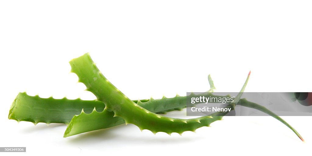 Aloe Vera Plant Isolated On White