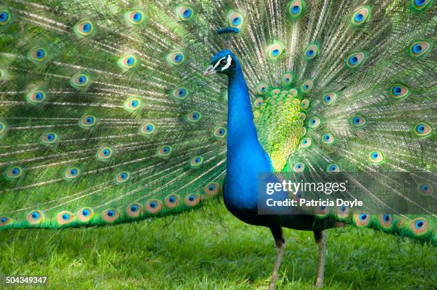 an elegant male peacock in full display - pavone foto e immagini stock