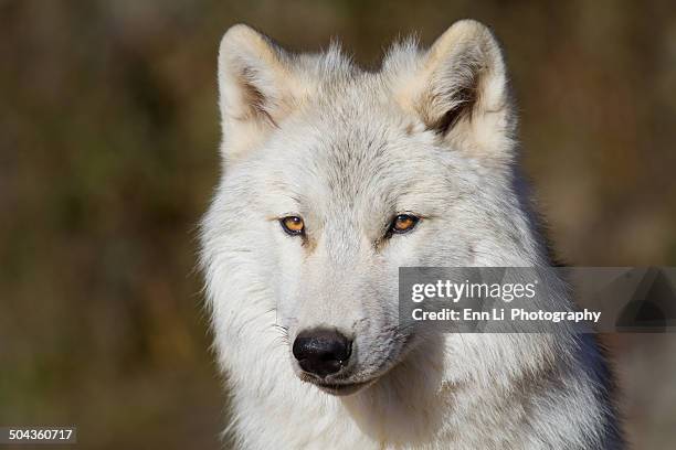 arctic wolf - arctic wolf 個照片及圖片檔