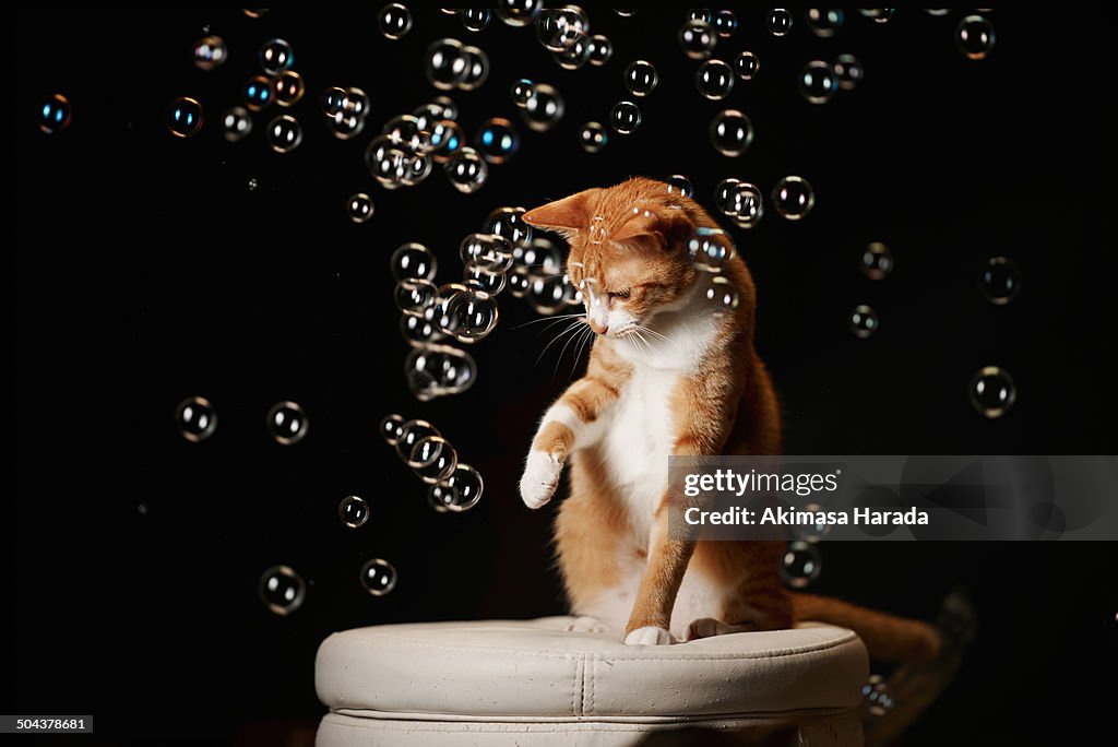 Ginger cat and many tiny bubbles