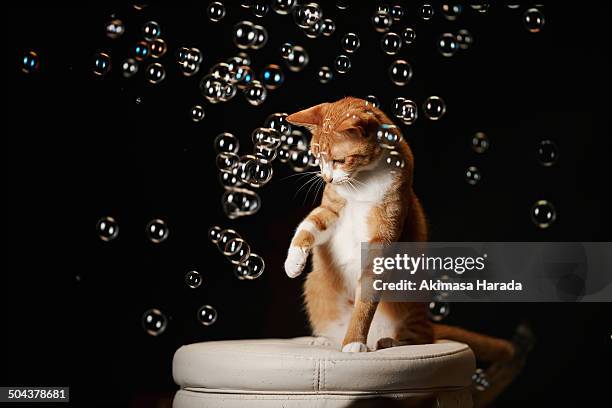 ginger cat and many tiny bubbles - cat studio stock pictures, royalty-free photos & images