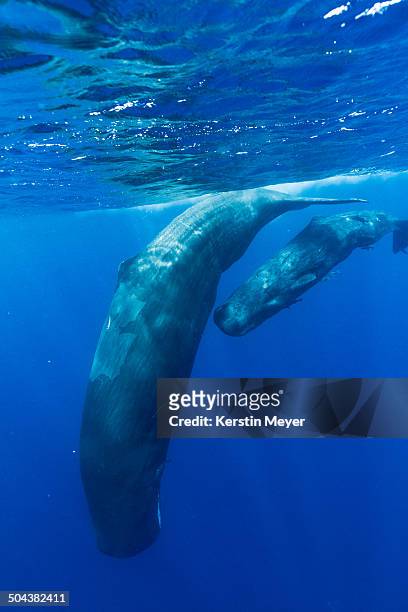 sperm whales - mother and calf - ballenato fotografías e imágenes de stock