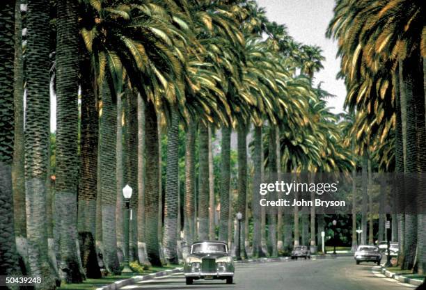 Rolls Royce driving down Palm tree lined street.