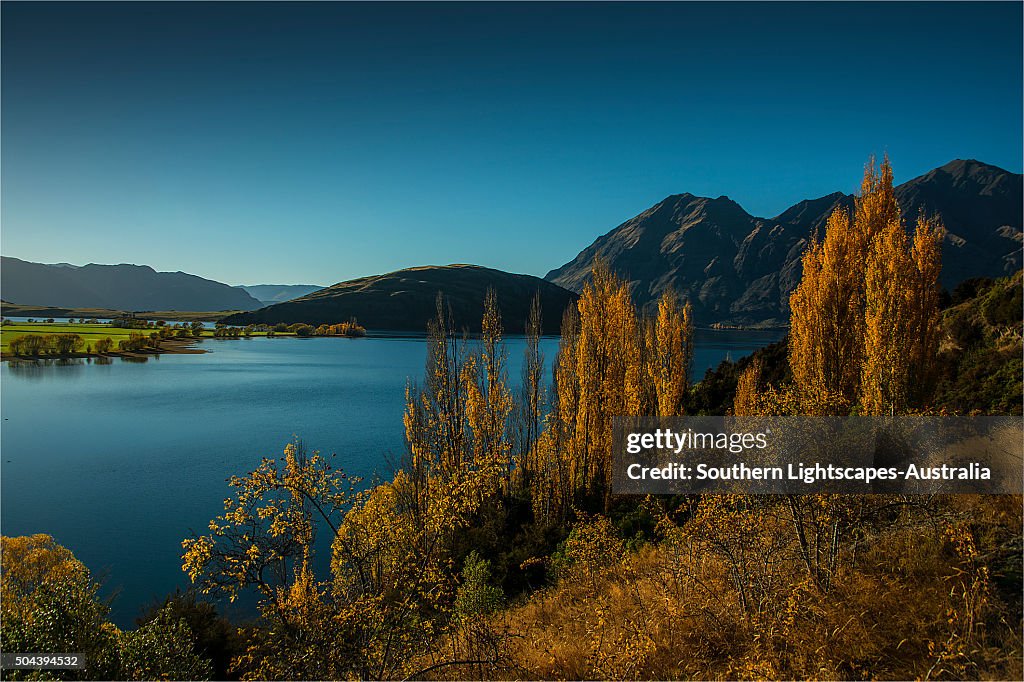 Lake Wanaka, in the Autumn, showing the vibrant golds and yellows of the seasonal colours, south island, New Zealand.