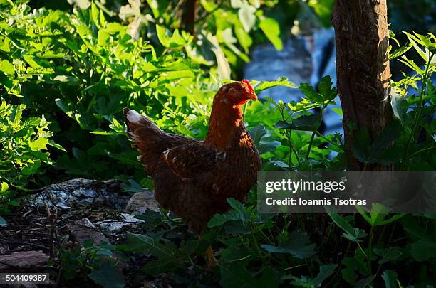 chicken in a garden - kataraktis village stock pictures, royalty-free photos & images