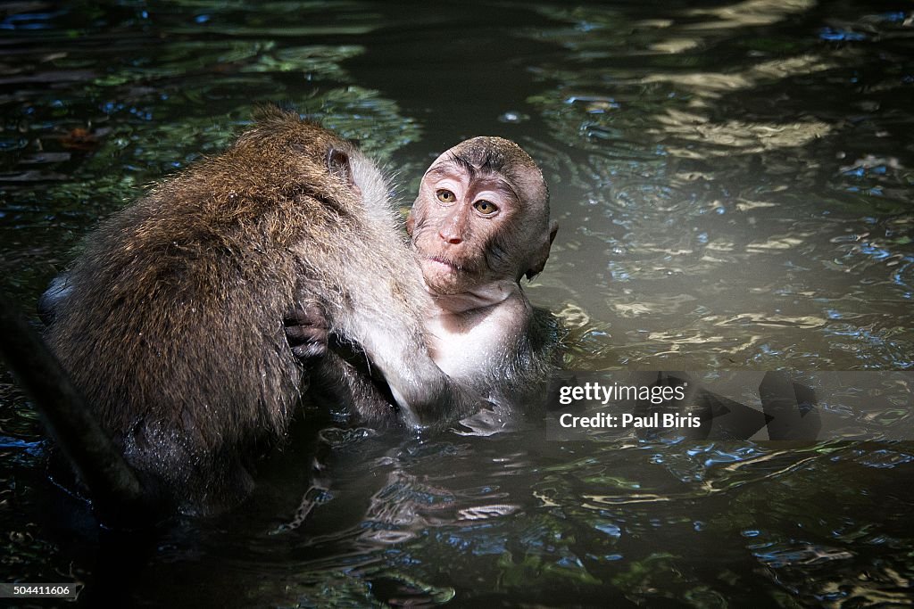 Monkey bathing in Ubud Monkey Forest in Bali