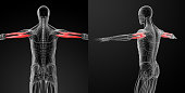medical illustration of the Triceps Brachii
