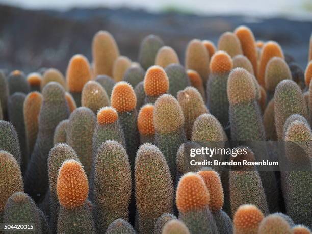 lava cactus - lava cacti brachycereus nesioticus stock pictures, royalty-free photos & images