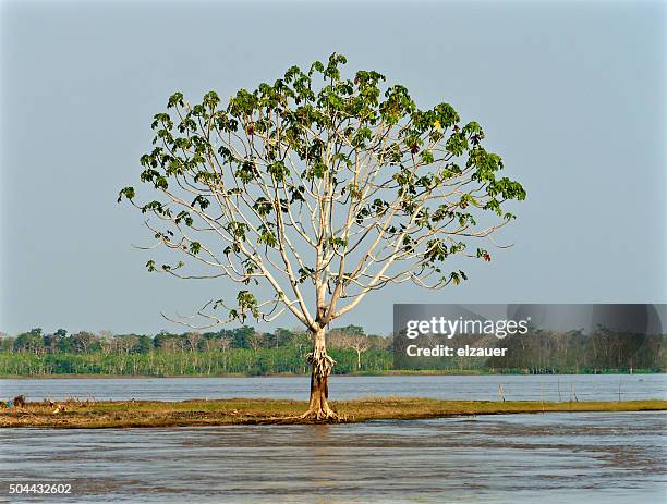 anavilhanas national park - amazon - árvore isolada - fotografias e filmes do acervo