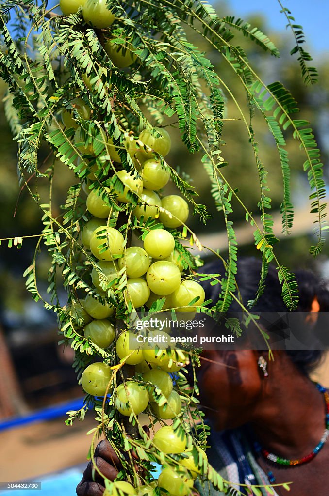 Indian Gooseberry, Amla (Emblica Officinalis Loca) Herbal Medicinal Fruit, India.