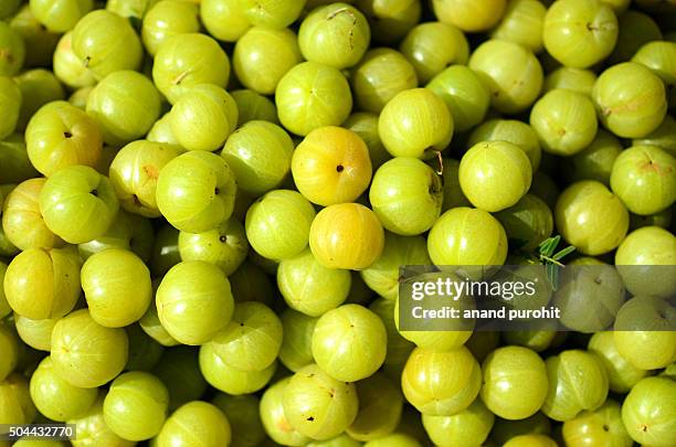 indian gooseberry, amla (emblica officinalis loca) herbal medicinal fruit, india. - emblica officinalis stock pictures, royalty-free photos & images