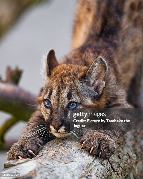 puma baby stretching on trunk - puma felino selvatico foto e immagini stock