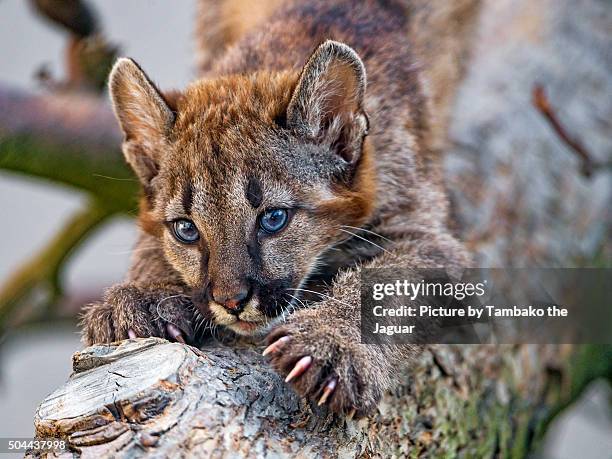 male puma cub scratching trunk - fauve photos et images de collection