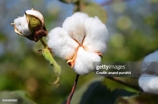 cotton plant, gujarat, india - cotton plant stock-fotos und bilder