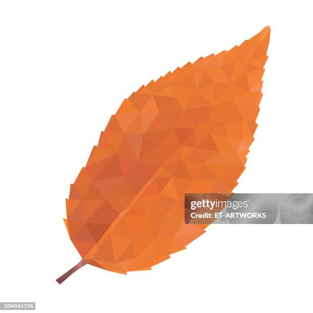 abstract single bay leaf - bay leaf white background stock illustrations