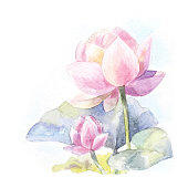 Watercolor pink lotus