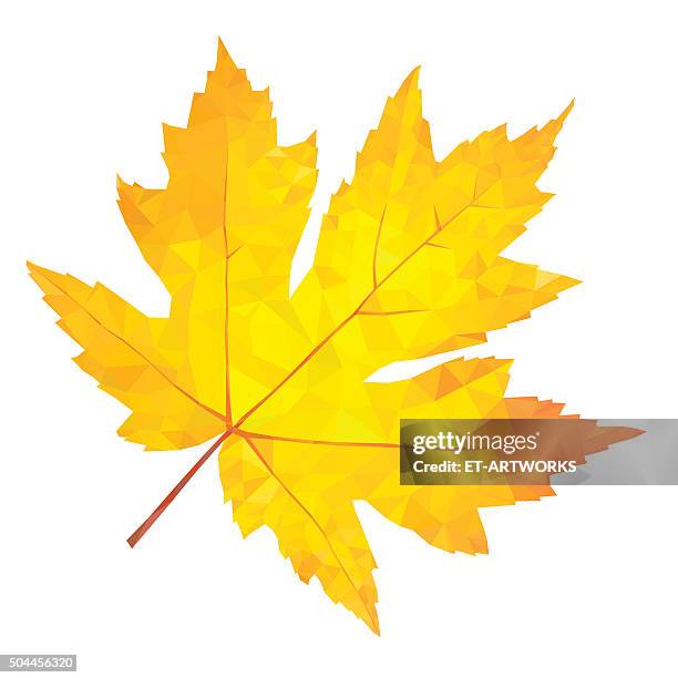 abstract single yellow maple leaf - dried flower stock illustrations