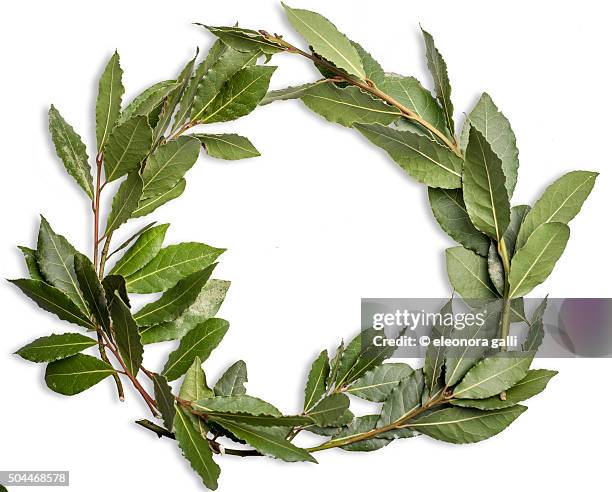 laurel crown - bayleaf stock pictures, royalty-free photos & images