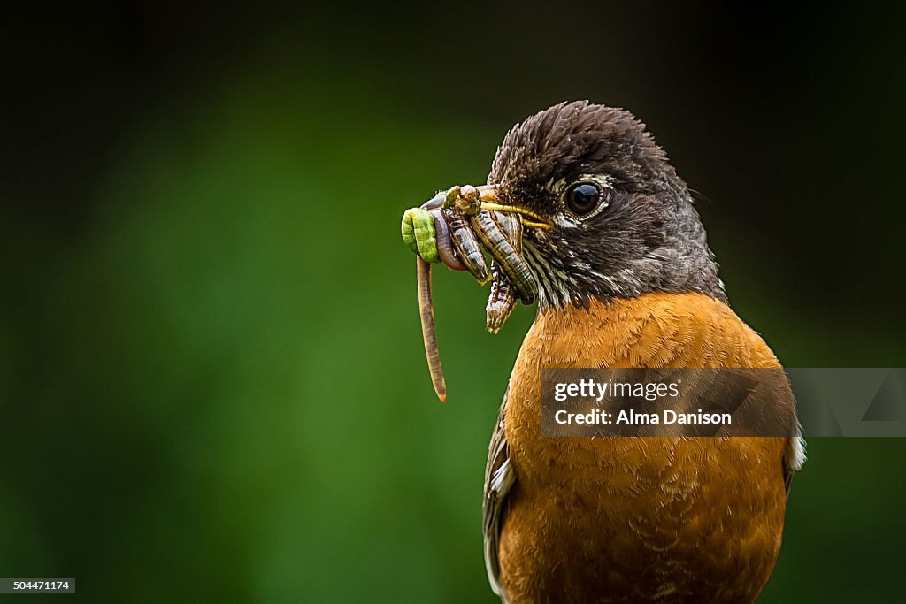 Father american robin with food in his beak