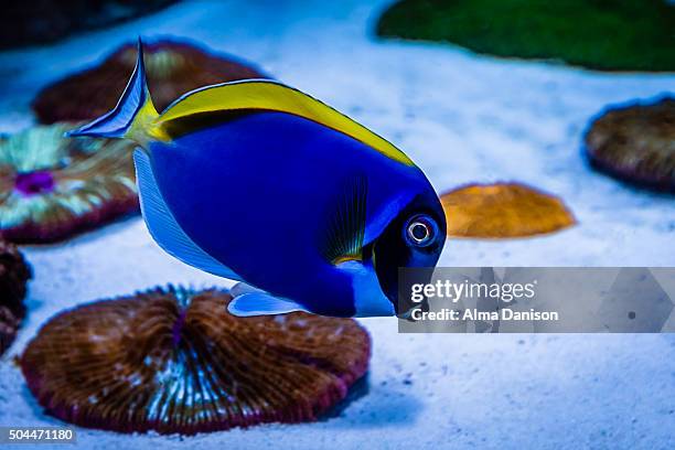 powder blue tang tropical fish - powder blue tang stockfoto's en -beelden