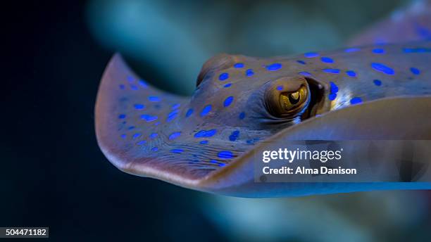 blue dot stingray - alma danison stock pictures, royalty-free photos & images