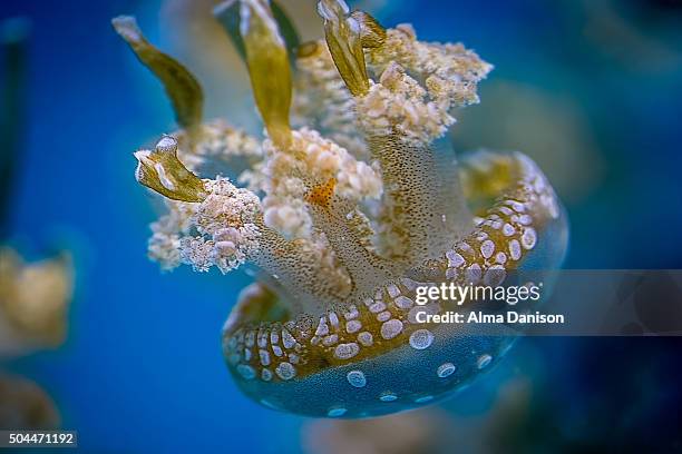 polka dot jellyfish - alma danison stock pictures, royalty-free photos & images