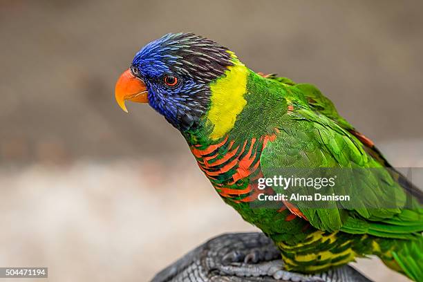 rainbow lorikeet parrot - alma danison stock pictures, royalty-free photos & images