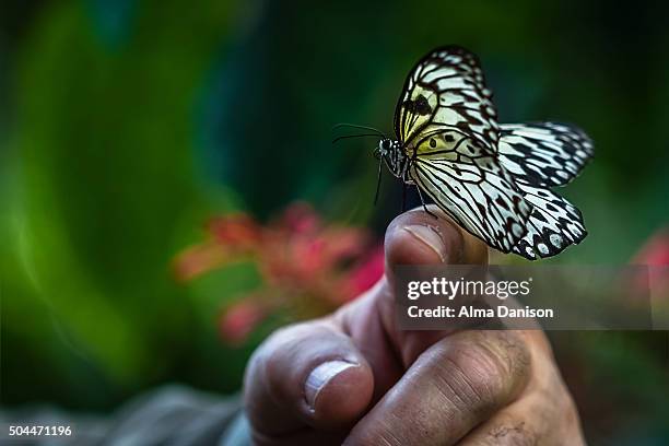 delicate parantica aspasia butterfly lands on rough hand - alma danison stock pictures, royalty-free photos & images