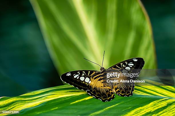 pathenos sylvia butterfly - alma danison stock pictures, royalty-free photos & images