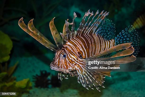salt water lion fish - alma danison stock pictures, royalty-free photos & images