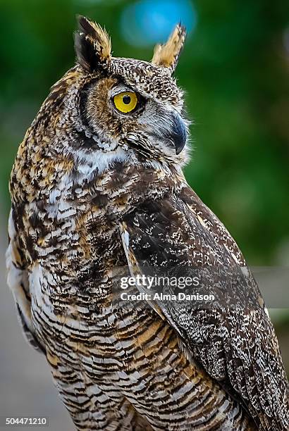 great horned owl - alma danison stock pictures, royalty-free photos & images