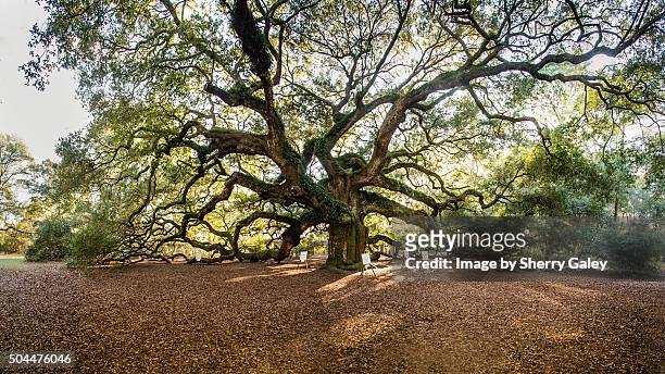 the angel oak tree near charleston, s.c. - live oak tree stock pictures, royalty-free photos & images