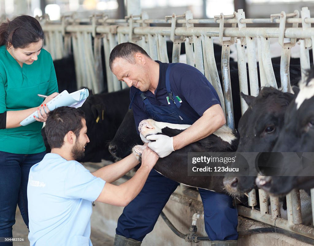 Vet Working In The Barn