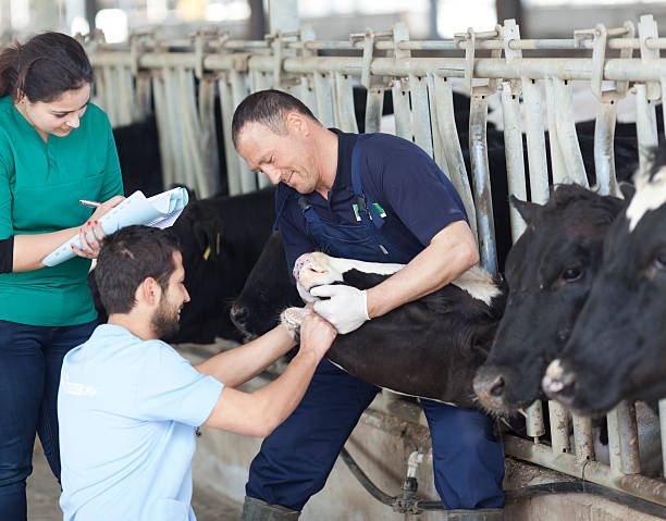 veterinário trabalhando no celeiro - fotos de doenças do gado, fotos e imagens livres de direitos