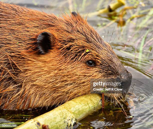 wild beaver at work - beaver chew stock pictures, royalty-free photos & images