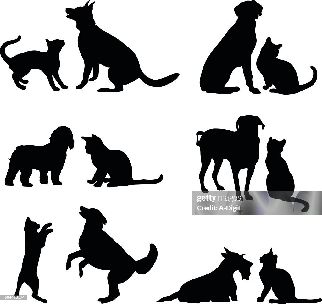 Gato y perro con amigos
