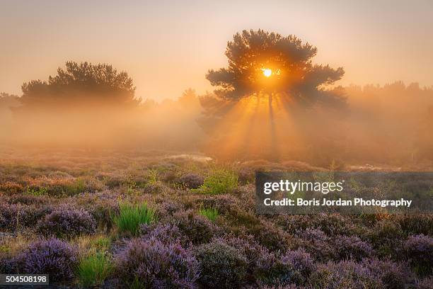sunbeams - farben stock pictures, royalty-free photos & images