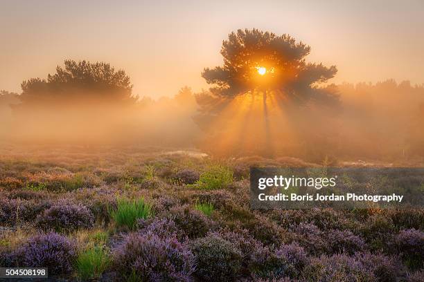 sunbeams - heather stock pictures, royalty-free photos & images