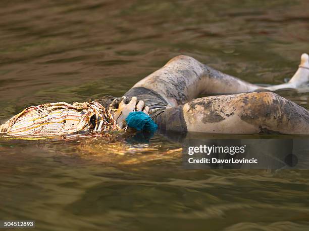 holy person - ganges river dead bodies 個照片及圖片檔