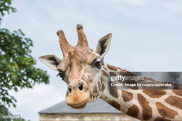 giraffe - jardim zoológico de londres imagens e fotografias de stock