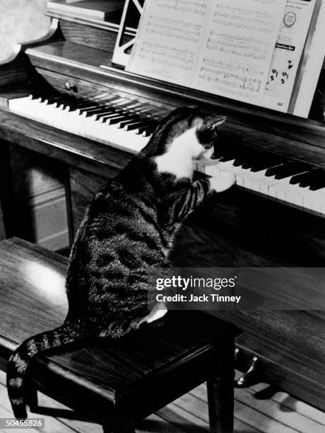 Tabby cat sitting on piano bench, with paw on keys as if playing the piano.