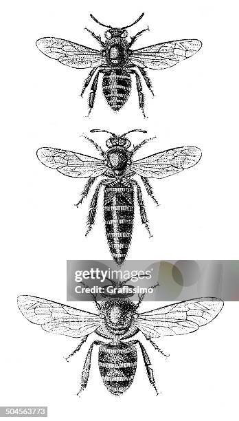 bildbanksillustrationer, clip art samt tecknat material och ikoner med honeybee worker bee queen and drone illustrations - honungsbi